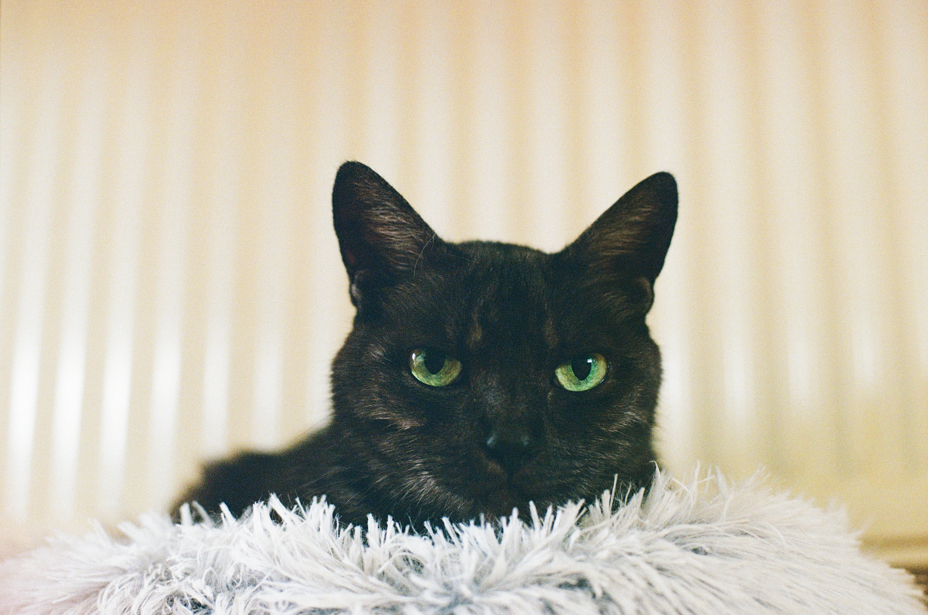 The Cat