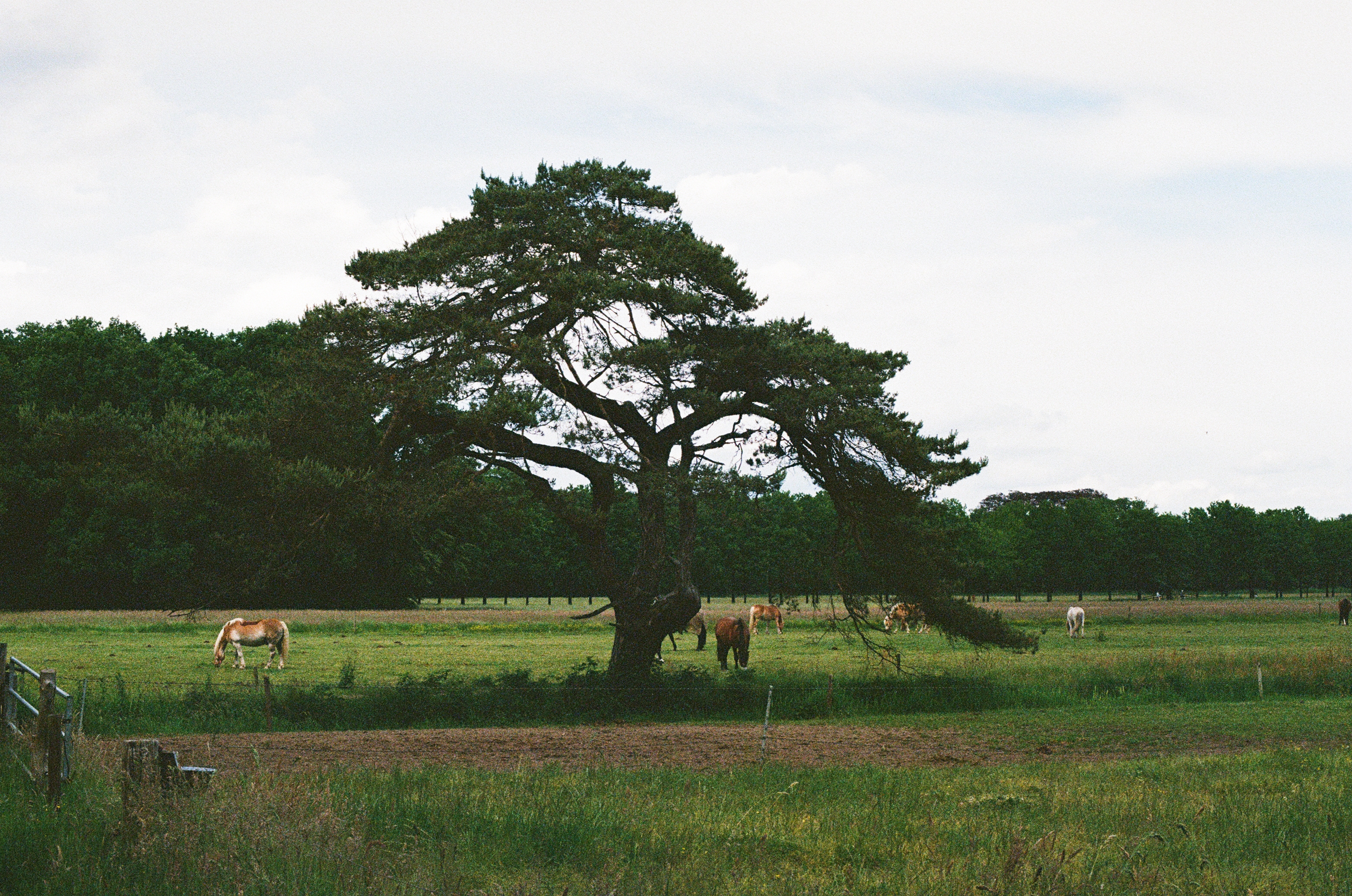 The tree